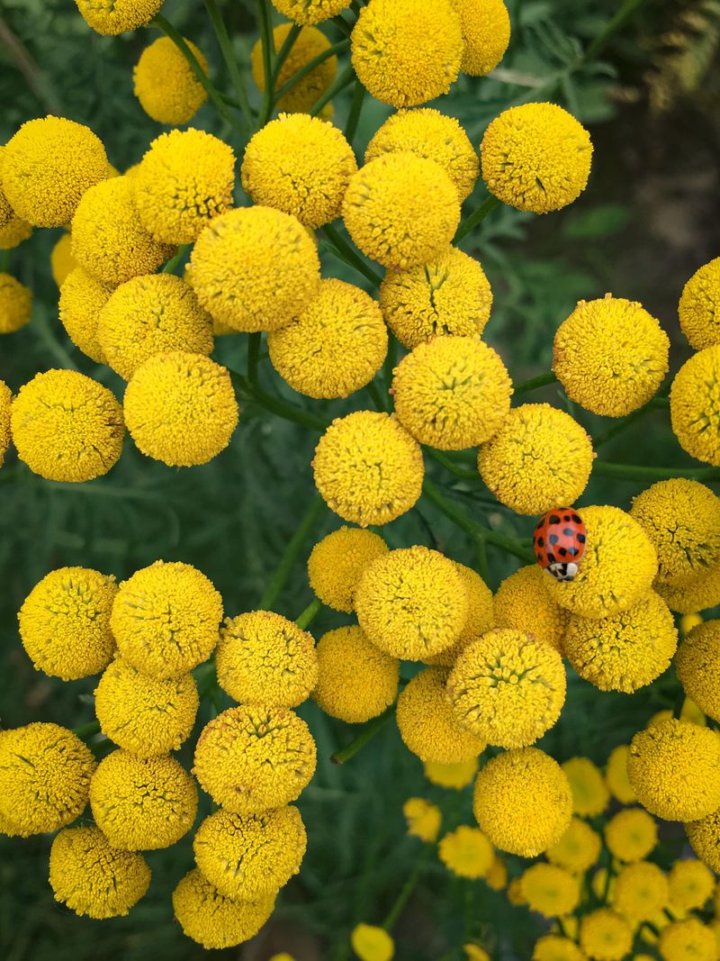 Tansy (Tanacetum vulgare)