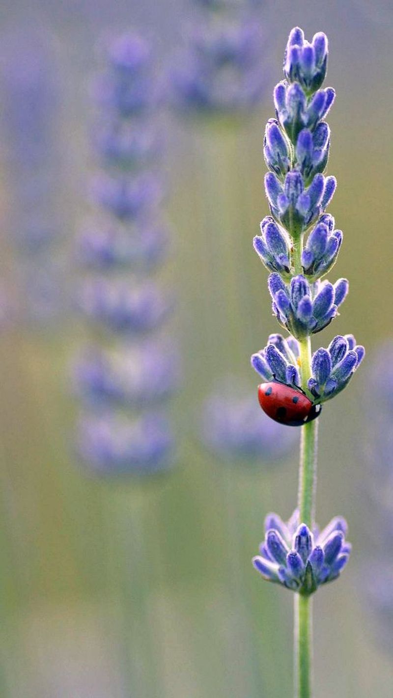 Lavender (Lavandula)