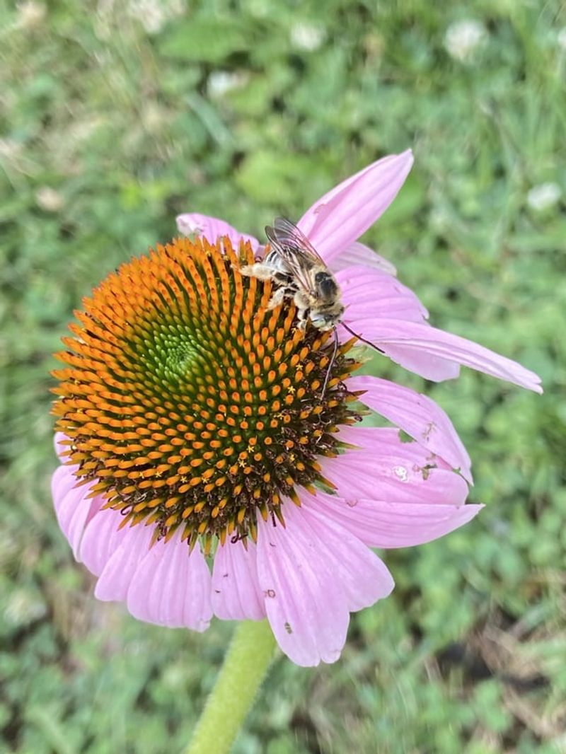 Coneflower (Echinacea)