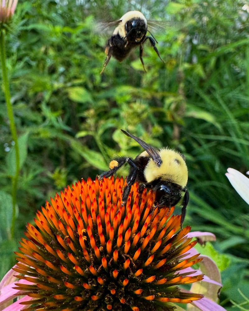 Plant a Pollinator-Friendly Salt Garden