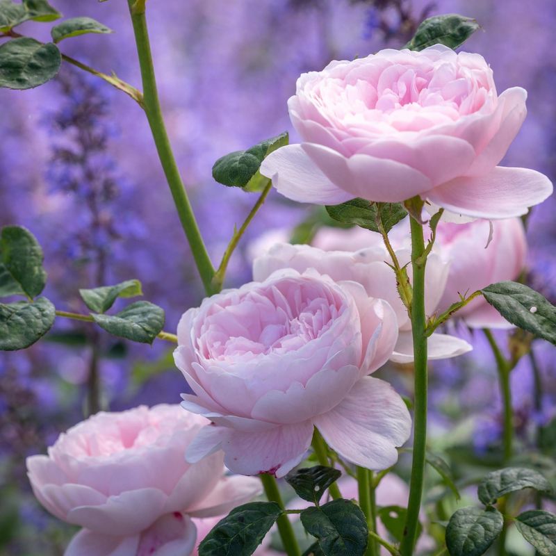 Queen of Sweden Rose