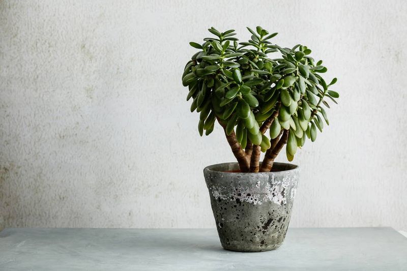 Jade Plant
