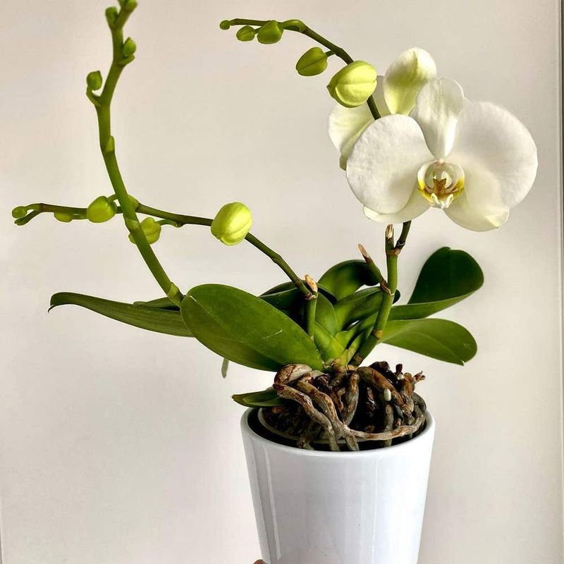 Orchids (Phalaenopsis)