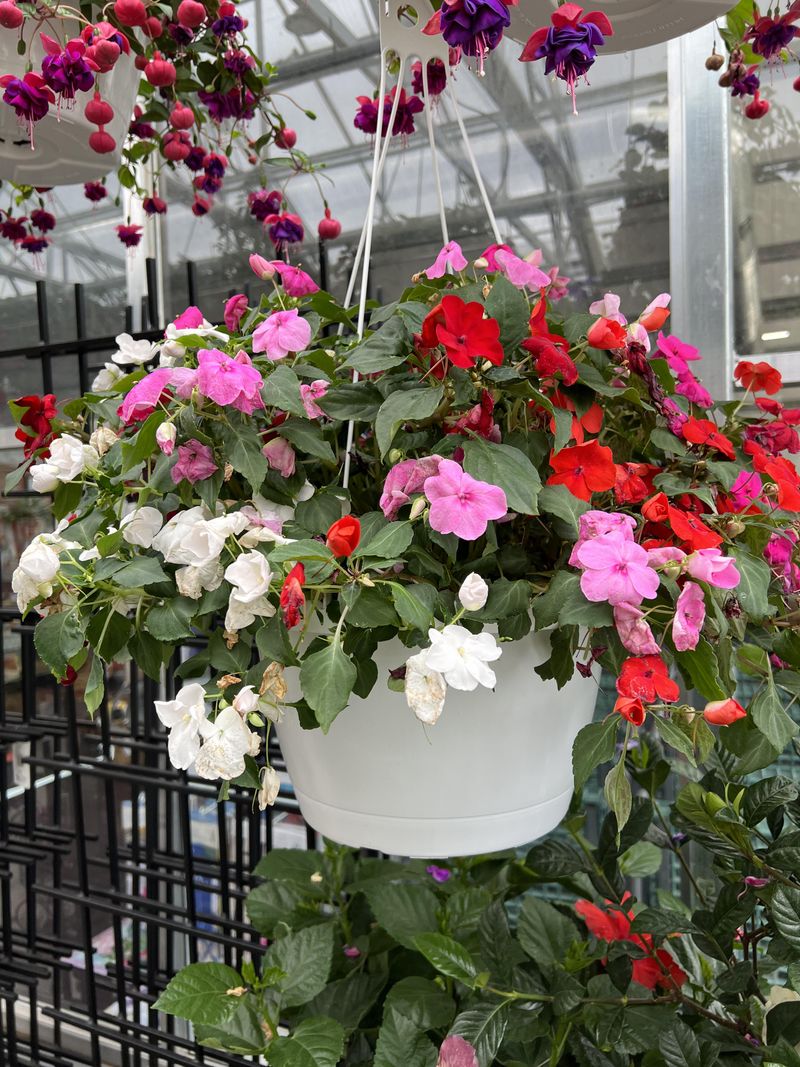 Impatiens