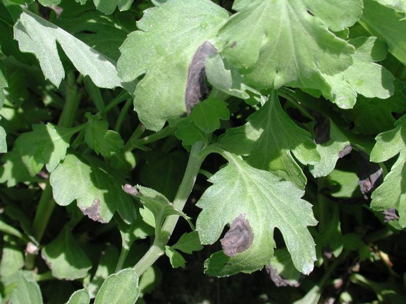 Leaf Spot (Septoria or Alternaria)