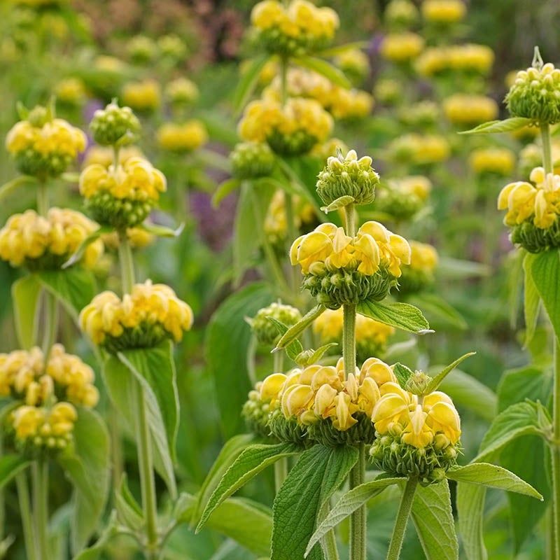 Jerusalem Sage (Phlomis)