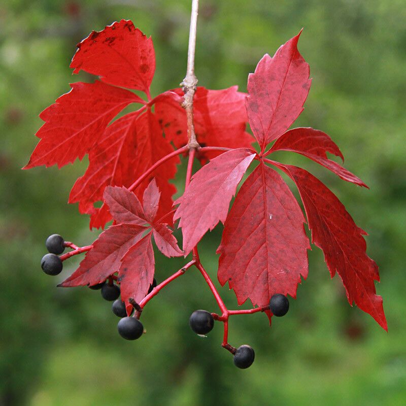 Virginia Creeper (Parthenocissus quinquefolia)