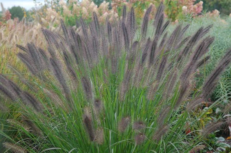 Ornamental Grasses (Pampas Grass, Fountain Grass) – The Lie: 