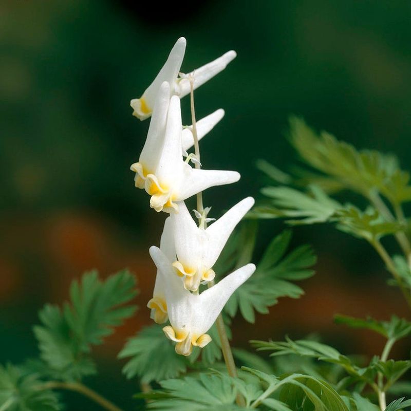 Dutchman's Breeches