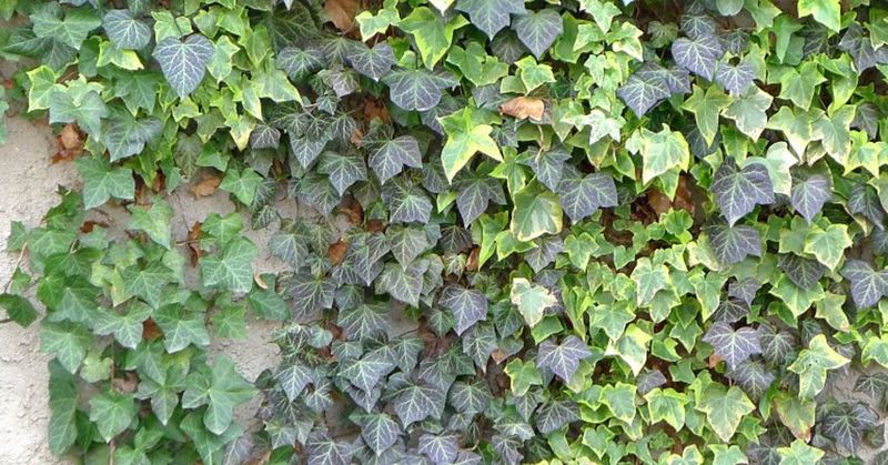 English Ivy (Hedera helix)