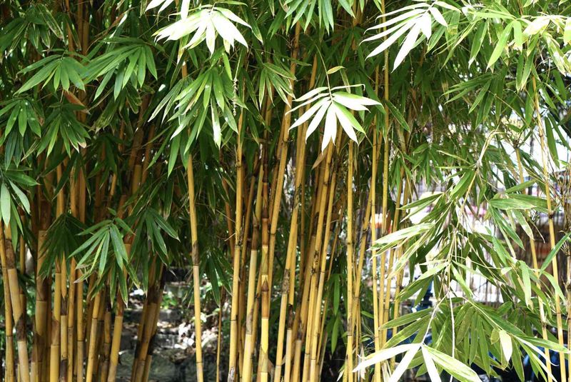 Bamboo