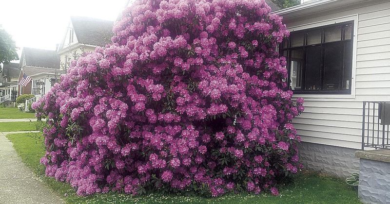 Rhododendron
