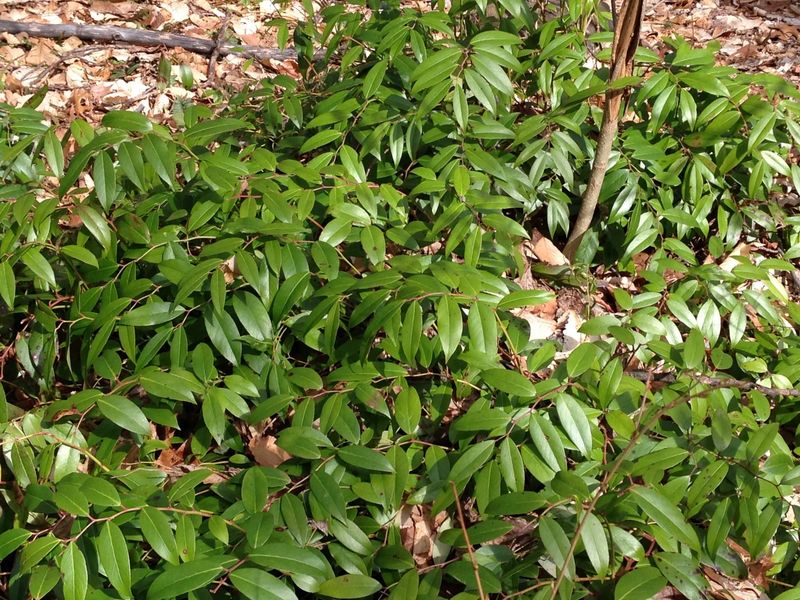 Leucothoe (Dog Hobble)