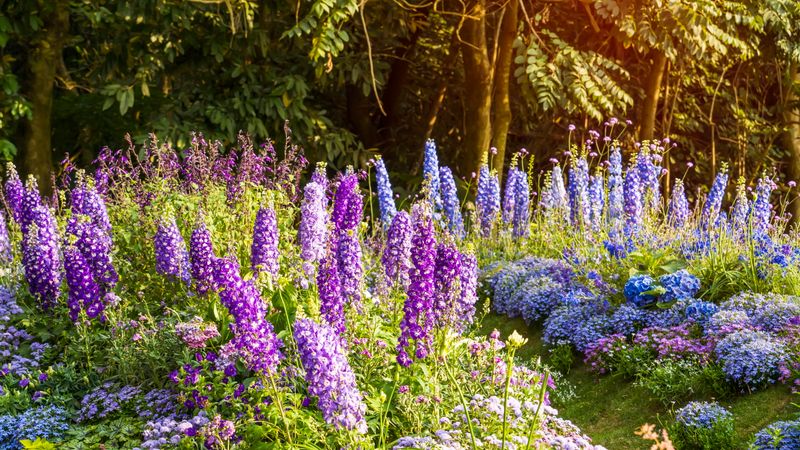 Delphiniums