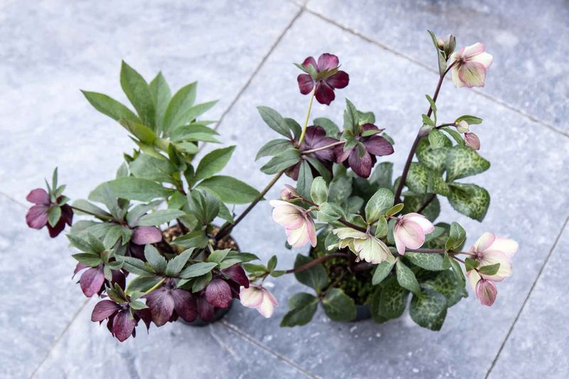 Hellebores (Lenten Rose)