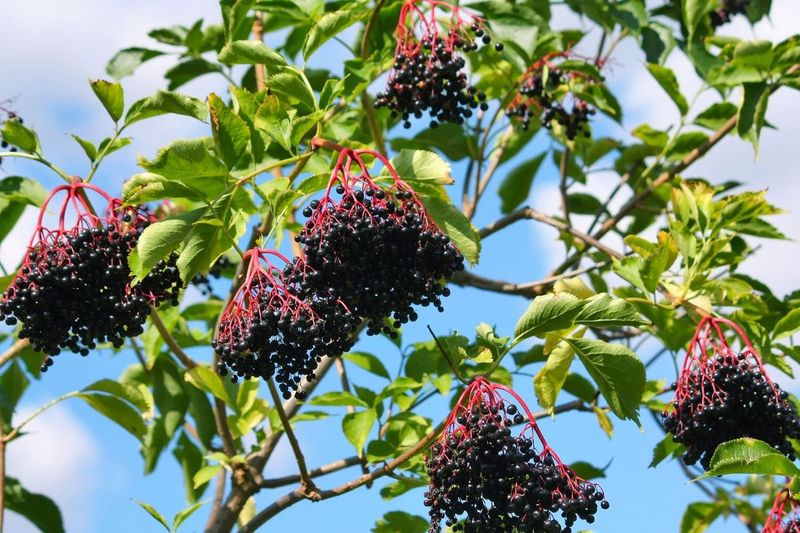 Elderberry (Sambucus canadensis)