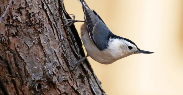 Brainy Birds: America’s Smartest Bird Species That Can Help Your Garden Thrive