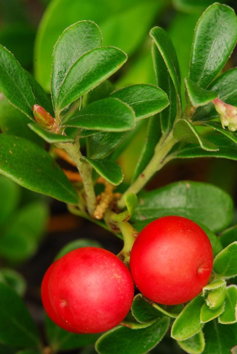 Bearberry