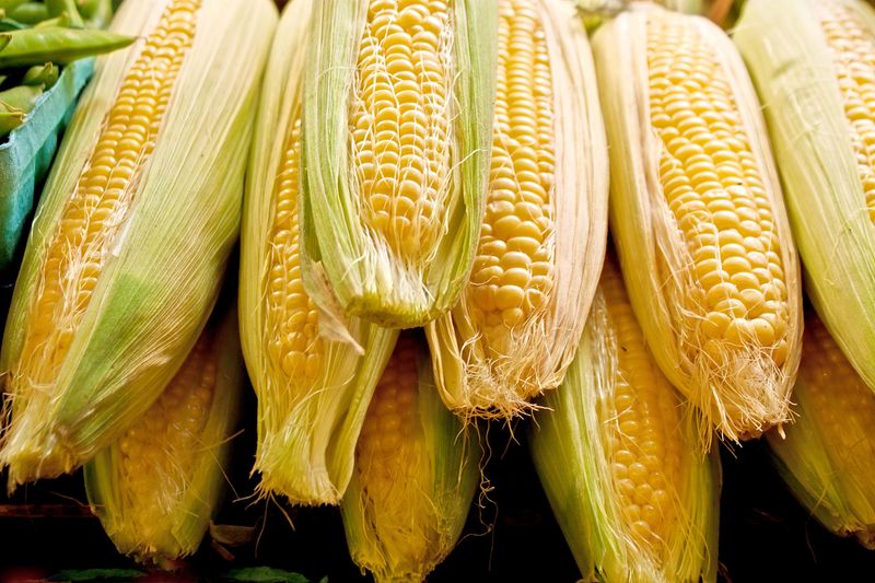 Corn Creates Harmful Shade