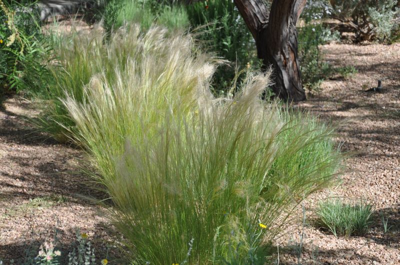Mexican Feather Grass (Nassella tenuissima)