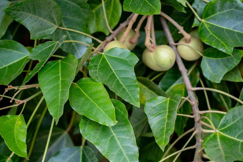 Sacred Kukui Nut Groves