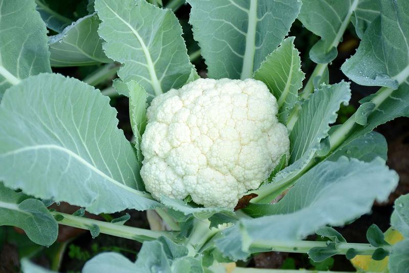 Cauliflower