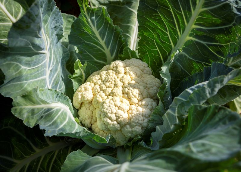 Cauliflower