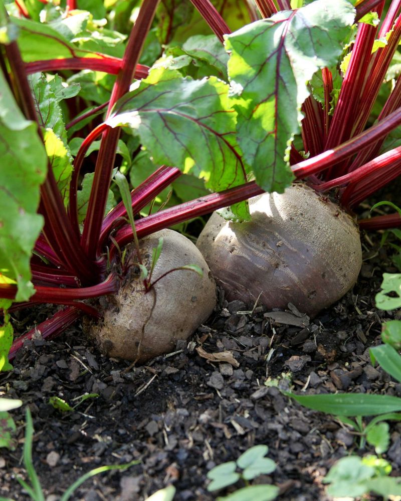 Beets