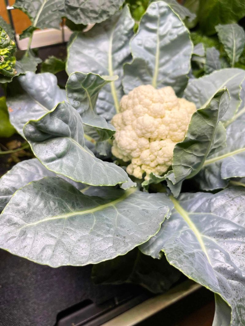 Cauliflower (Baby) – 1 per square (or 4 as microgreens)