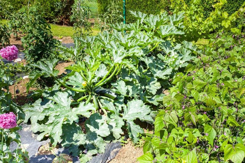 Zucchini and Potatoes