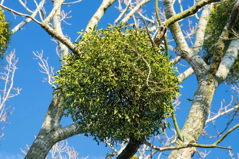 Mistletoe