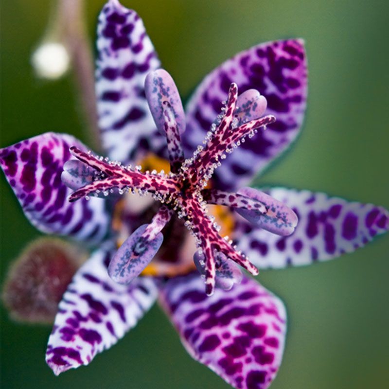 Toad Lily
