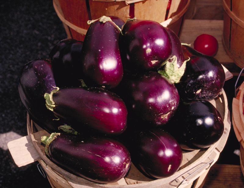 Eggplant