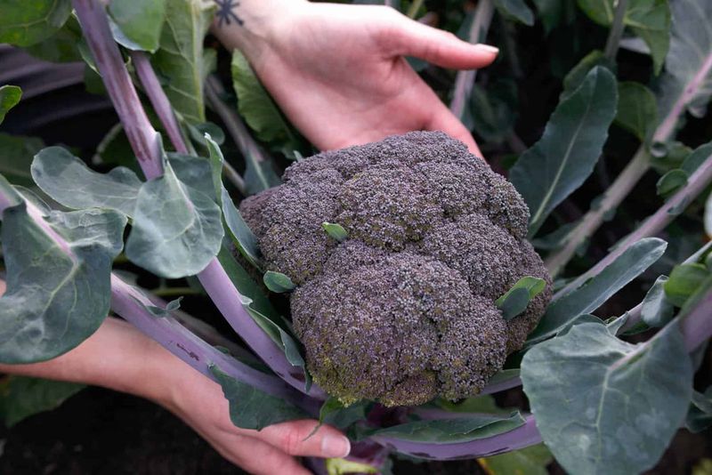 Broccoli (Fast-Growing Hybrids) – Some mature in 50-60 days.