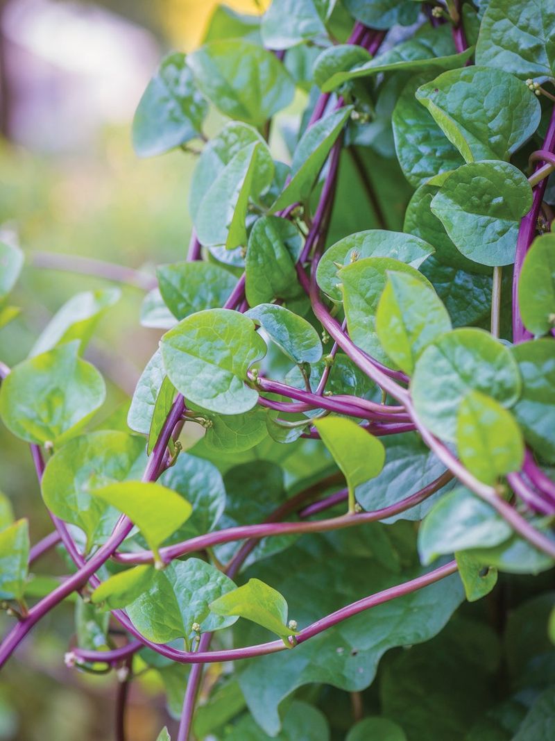 Malabar Spinach