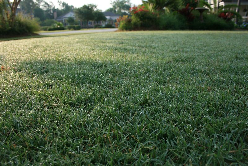 Bermuda Grass