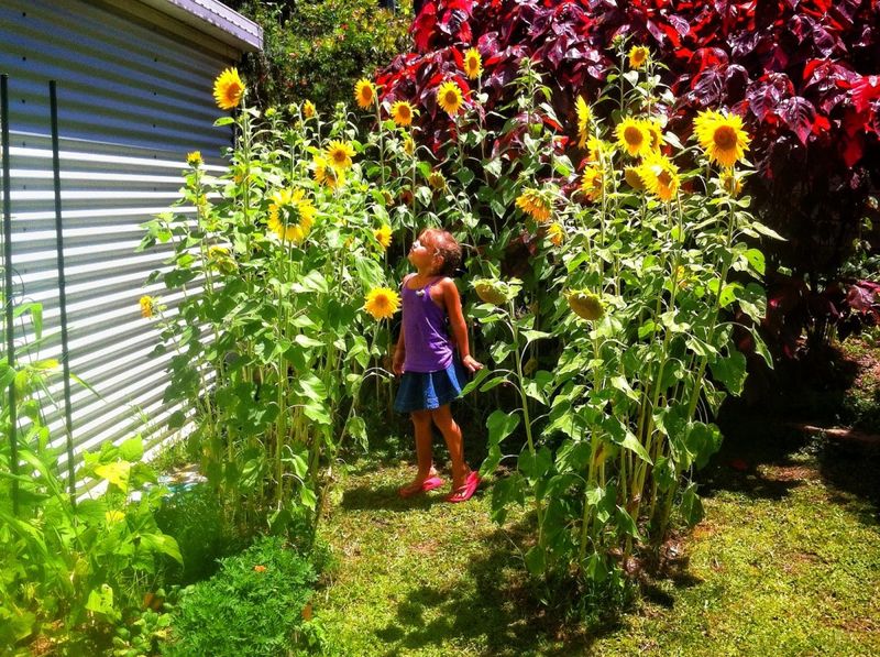 Sunflower House Planting