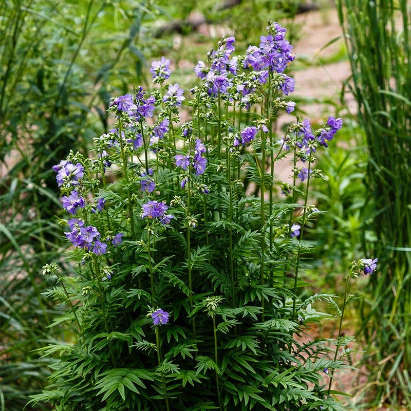 Jacob's Ladder (Polemonium)