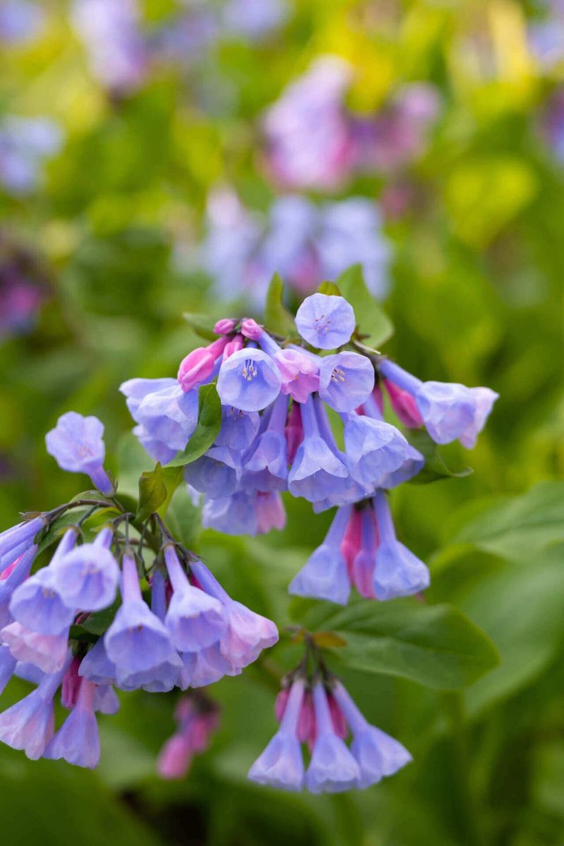 Virginia Bluebells