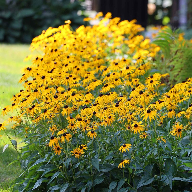 Black-Eyed Susan (Rudbeckia fulgida)
