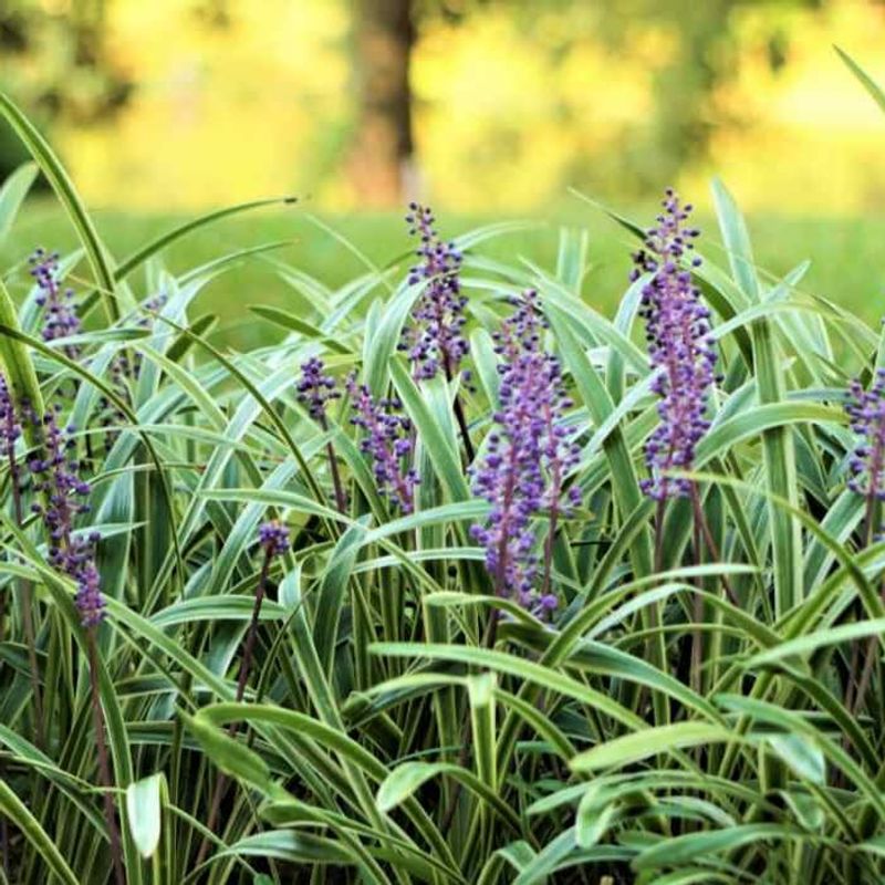 Liriope (Liriope muscari)