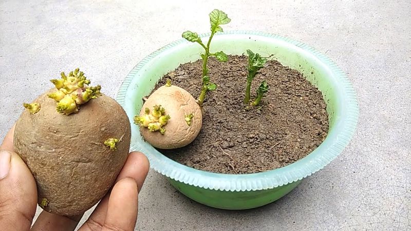 Tuber Propagation