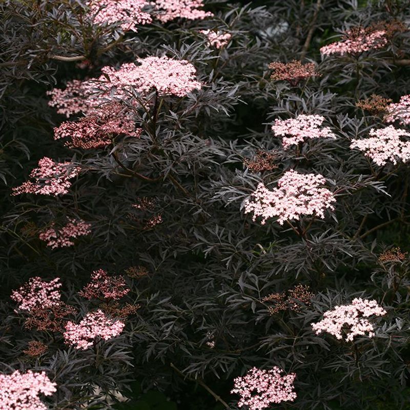 Black Lace Elderberry