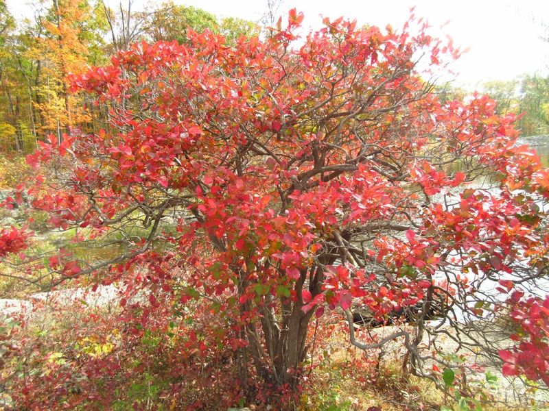Highbush Blueberry (Vaccinium corymbosum)