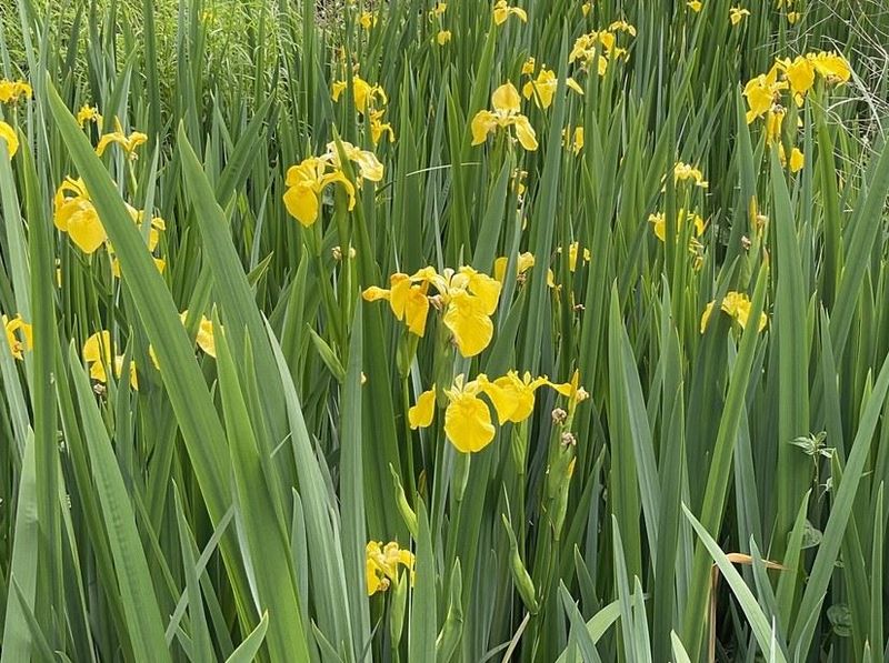 Yellow Flag Iris (Iris pseudacorus)