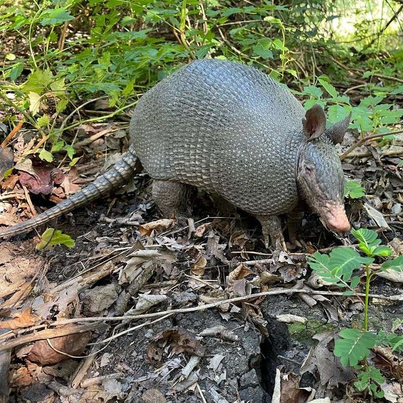 Food Trail Followers