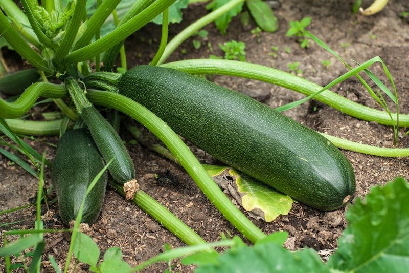 Zucchini & Summer Squash (45-55 days) – Prolific producers in heat.