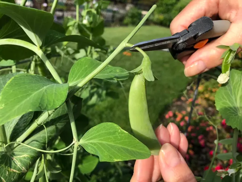 Peas (Bush or Sugar Snap) – 9 per square (with trellis)