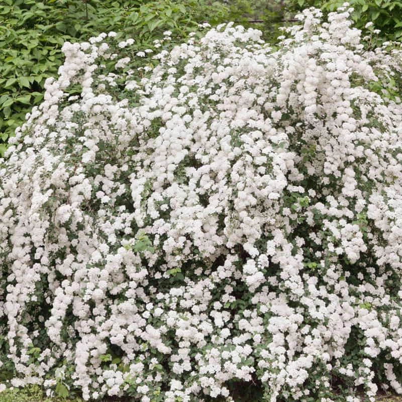 Spirea