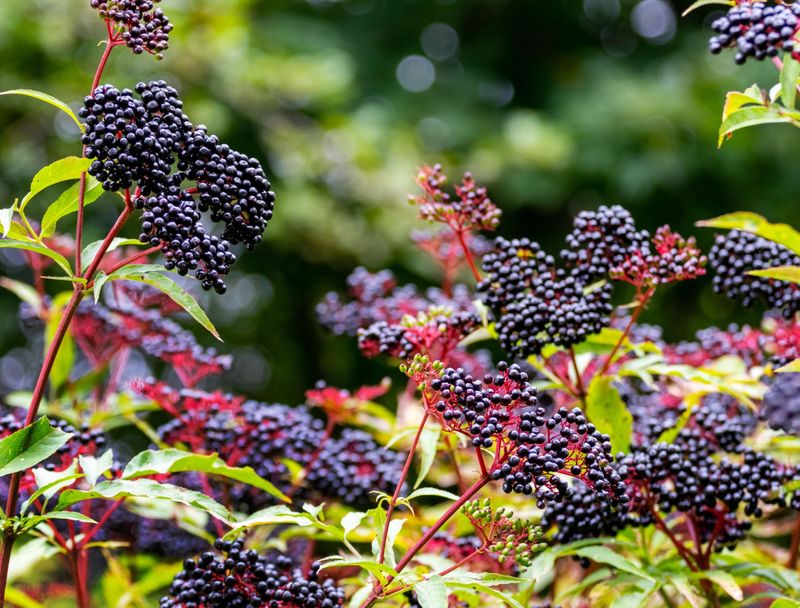 Elderberry
